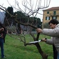 Corso di potatura e innesto