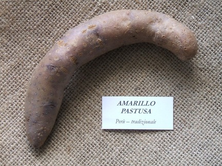 Amarillo Pastusa