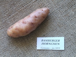 Bamberger hornche 
