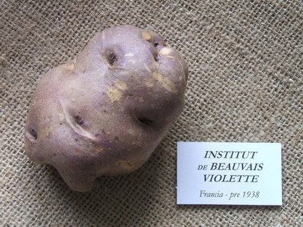 Institut de Beauvais violette 