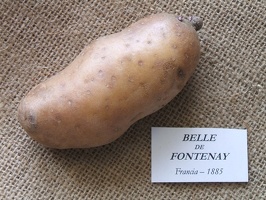 Belle de Fontenay