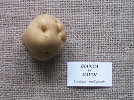 Bianca di Gavoi