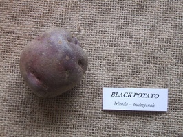 Black Potato 