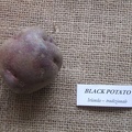 Black Potato 