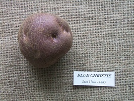 Blue Christie