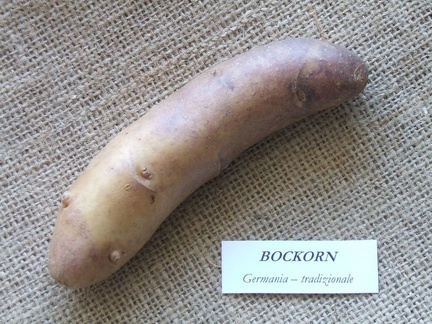 Bockorn