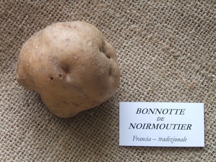 Bonnotte de Noirmoutier 