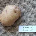 Capella