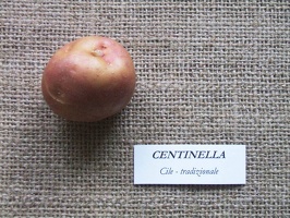 Centinella