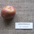 Centinella