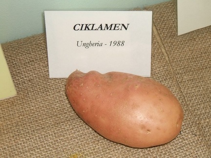 Ciklamen