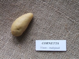 Cornetta