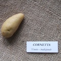Cornetta