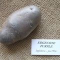 edgecotepurple.jpg