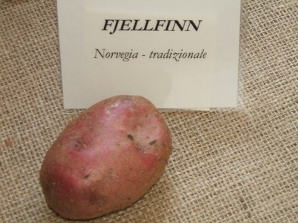 fjellfinn