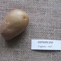 gonduzo