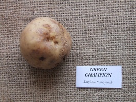 green champion