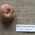 huaycha pacena