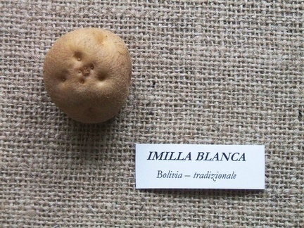 imilla blanca