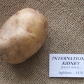 internationalkidney