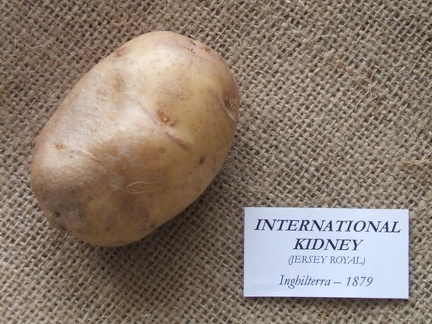 internationalkidney