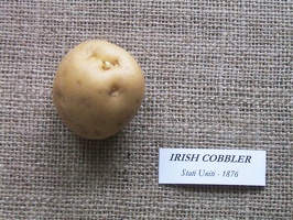 irish cobbler