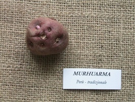 murhuarma