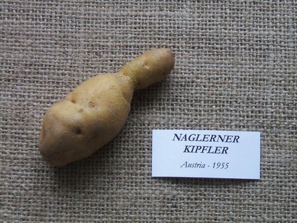 naglerner kipfler