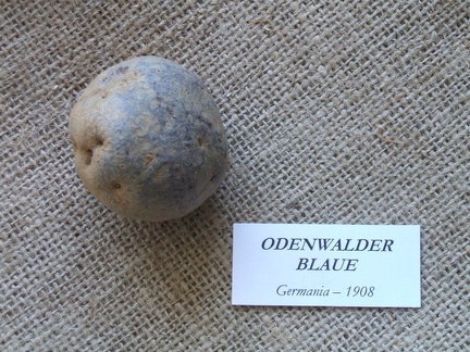 odenwalderblaue