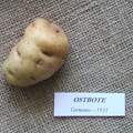 ostbote