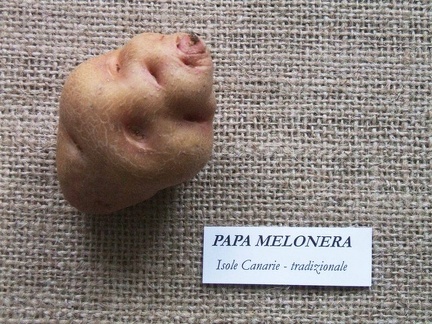 papa melonera