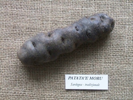 patatae moru