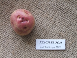 peachbloom