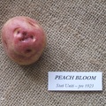 peachbloom
