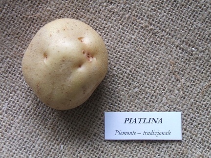 piatlina