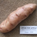 pinkfirapple