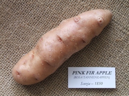 pinkfirapple