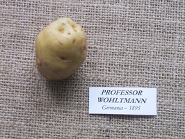 professor wohltmann