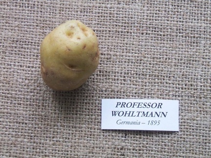 professor wohltmann