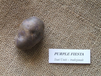 purplefiesta