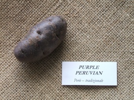 purpleperuvian