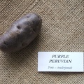 purpleperuvian