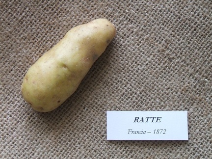 ratte