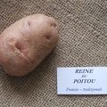 Reine du poitou 