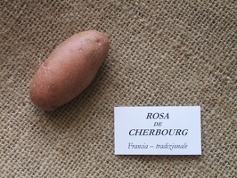 Rosa de Cherbourg 