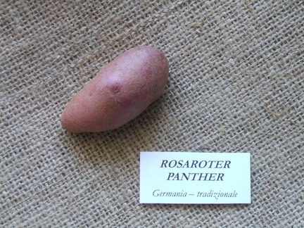 Rosaroter panther 