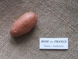 Rose de France 