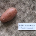 Rose de France 