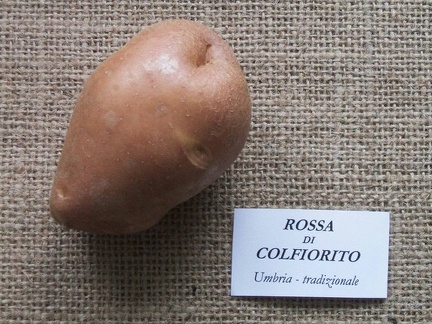 Rossa di Colfiorito