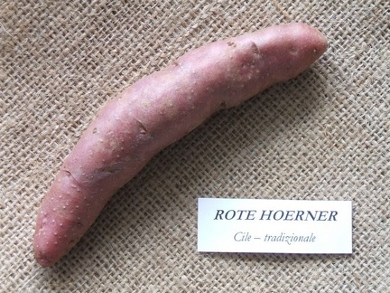 Rote hoerner 